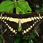 Magnifique papillon monarque !