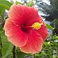 Hibiscus rouge