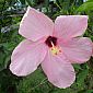 Hibiscus rose