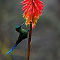 De magnifiques colibris dans le parc Cocora de Salento !