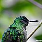 Colibri