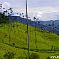 Le parc Cocora de  Salento est connu pour la multitude d'arbres emblematiques de la Colombie qu'il possède !