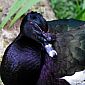 Nous avons été invités  par nos amis au zoo. Voici un Canard musqué