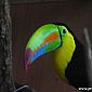 Toucan