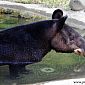 Tapir des montagnes