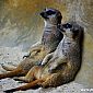 Suricates