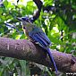 Motmot houtouc (Momotus momota), oiseau endémique de l'Amérique tropicale.