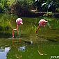 Flamands roses