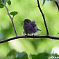 Jeune moineau (passer domesticus).