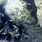 Petits poissons nageant parmi les oursins noirs des Antilles (Diodema antillarum) aussi appelés oursins-diadème.