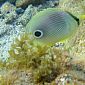 Poisson-papillon à quatre yeux (Chaetodon capistratus)