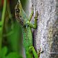 Lézard Anoli (Anolis Roquet)