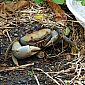Le crabe de terre commun (Cardisoma guanhumi)
