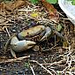 Le crabe de terre commun (Cardisoma guanhumi)