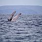 En guise de parade, la baleine claque ses nageoires sur l'eau pour attirer l'attention des femelles