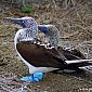 Voici des fous à pieds bleus