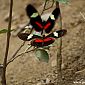 Papillons Heliconius Doris