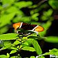 Rusty-tipped Page (Siproeta epaphus)