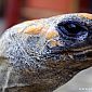 Rencontre avec une tortue terrestre dans notre auberge