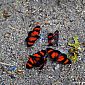 De beaux papillons de la famille des Heliconius croisés sur le chemin