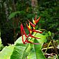 Heliconia vaginalis