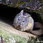 Nous avons également vu des viscaches, petit mammifère de la famille des chinchillas !