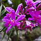 Orchidée Epidendrum du Machu Picchu