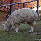 Il y a aussi des lamas, même si celui-ci ressemble à un mouton, on vous confirme que c'est bien un lama !!! ;)