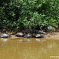 Egalement beaucoup de tortues dans le coin !