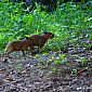 Bébés capybaras