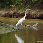 Grande Aigrette.