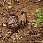 Pendant les recherches d'anacondas, nous rencontrons un capybara mort qui a visiblement rencontré un autre serpent...