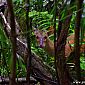 Biche qui nous regarde, même pas peur de nous ! ;)