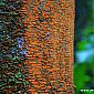 Arbre à caoutchouc reconnaissable par sa couleur orange