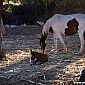 Là où nous sommes allés prendre nos chevaux, il y avait un poulain qui venait de naître le matin !