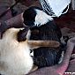 Un chat siamois joue avec un chiot ! ;)