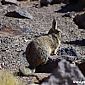 Viscacha en espagnol