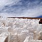 Parmi les blocs de glace...