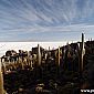 Un nombre incroyable de cactus sur cette île sur le Salar...