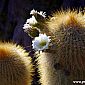 Cactus en fleur