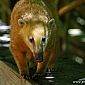 Dont des coatis...