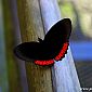 Papillon Biblis Hyperias à bande rouge