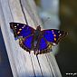 Papillon Doxocopa Agathina mâle