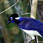 Magnifique oiseau bleu nommé le geai acahé