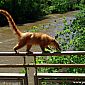 Petit malin qui faisait peur à tout le monde à marcher sur le pont, à côté de nous !!! ;)