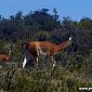 Vigogne, la maman et son petit