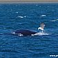 Et nous avons également eu le droit de voir l'attaque des goélands envers les baleines. Autrefois, ces derniers mangeaient les parasites, mais aujourd'hui, ils se nourrissent de leur graisse et les tuent...