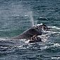 C'est vraiment malheureux pour les baleines...