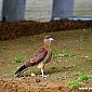 A Osorno, les rapaces se baladent partout et taquinent même les pigeons ! ;)