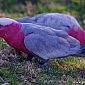 ... ce Galah (Cacatoès rosalbin)...